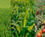 WEAPONIZING SCIENCE IN GLOBAL FOOD POLICY